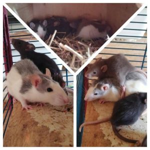 Ratten Familie