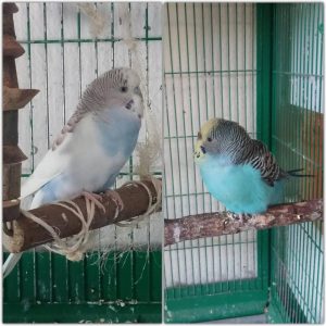 Pepper & Salz Foto