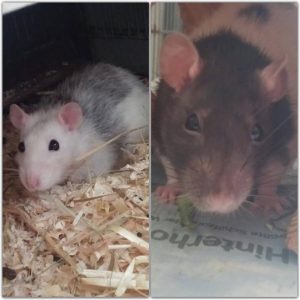 Ratten Mädels Foto