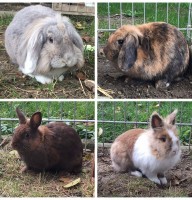 4 Kaninchen draußen
