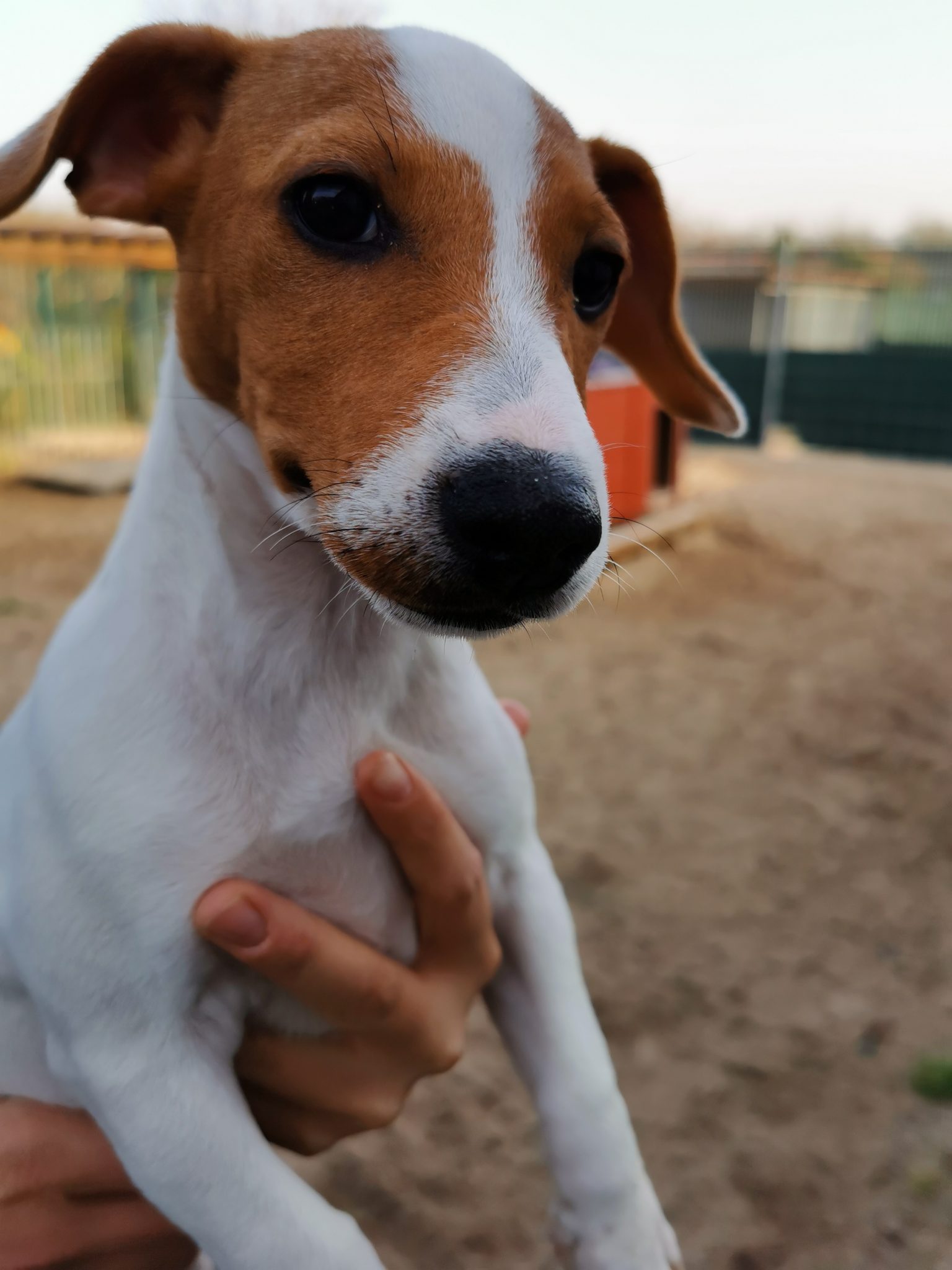 jack russel aus dem tierheim