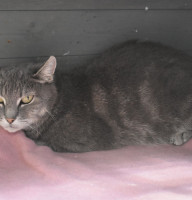 Cruella De Vil schön