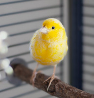 Kanarienvogel Dieter, vermutl weiblich