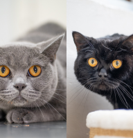 20250909_233932_0000