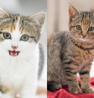 20251103_163118_0000