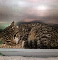 Fundkatze 02.10.2025