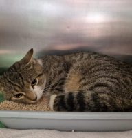 Fundkatze 02.10.2025