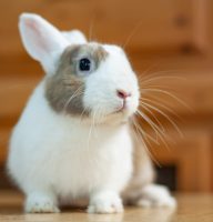 _DSC0039
