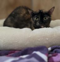 Minou1
