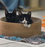 Naomi und Pure