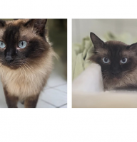 Screenshot 2026-08-24 Sammy& Simba
